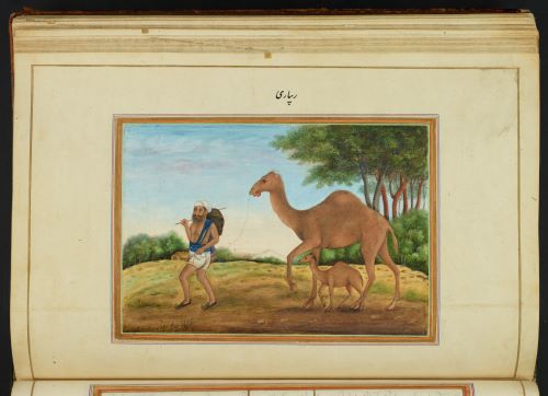 Painting of a camel herder HERB